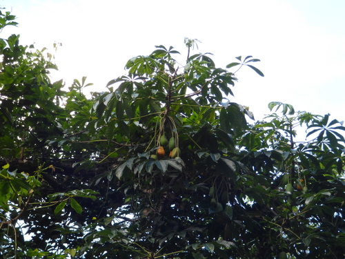 Image of Jacaratia spinosa by (c) Pablo H Capovilla, some rights reserved (CC BY)