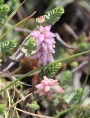 Erica alopecurus