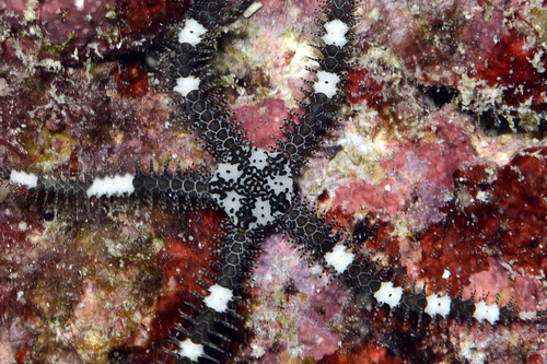 Breviturma doederleini observed 2013-11-25