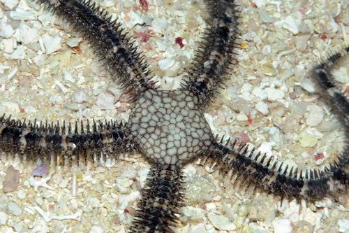Breviturma doederleini observed 2013-04-01