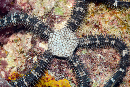 Breviturma doederleini observed 2013-04-21