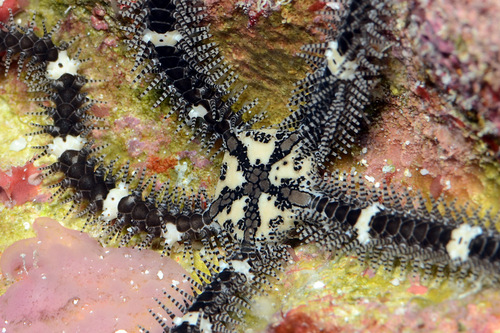 Breviturma doederleini observed 2013-12-01