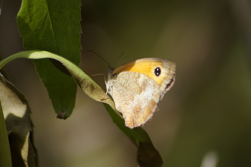 Pyronia tithonus