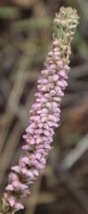 Erica alopecurus