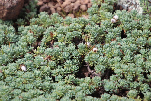 Euryops decumbens, photograph 1