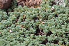 Euryops decumbens
