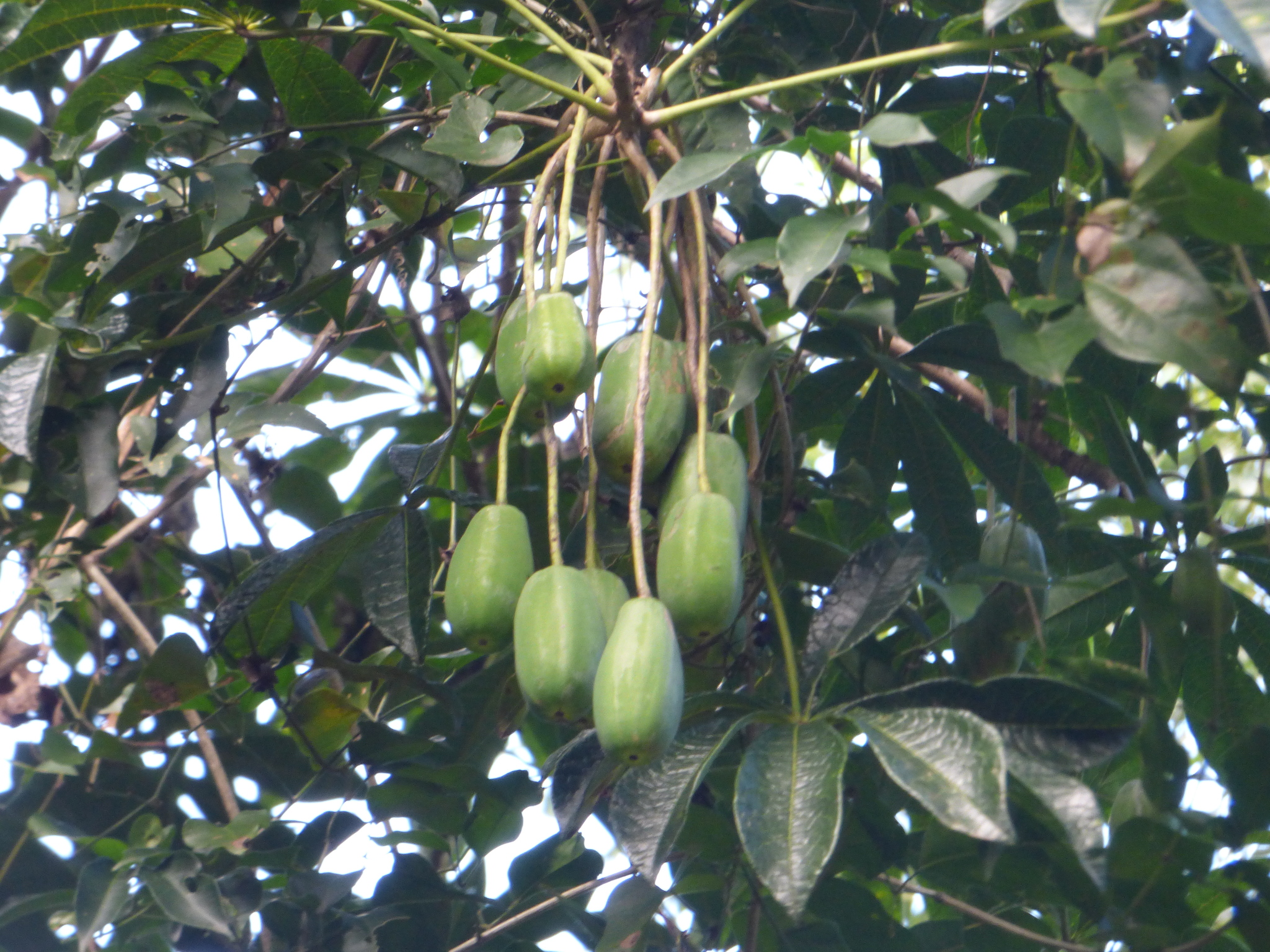 Imagem de Mamãozinho-do-mato