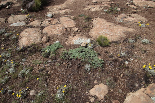 Euryops decumbens, photograph 3