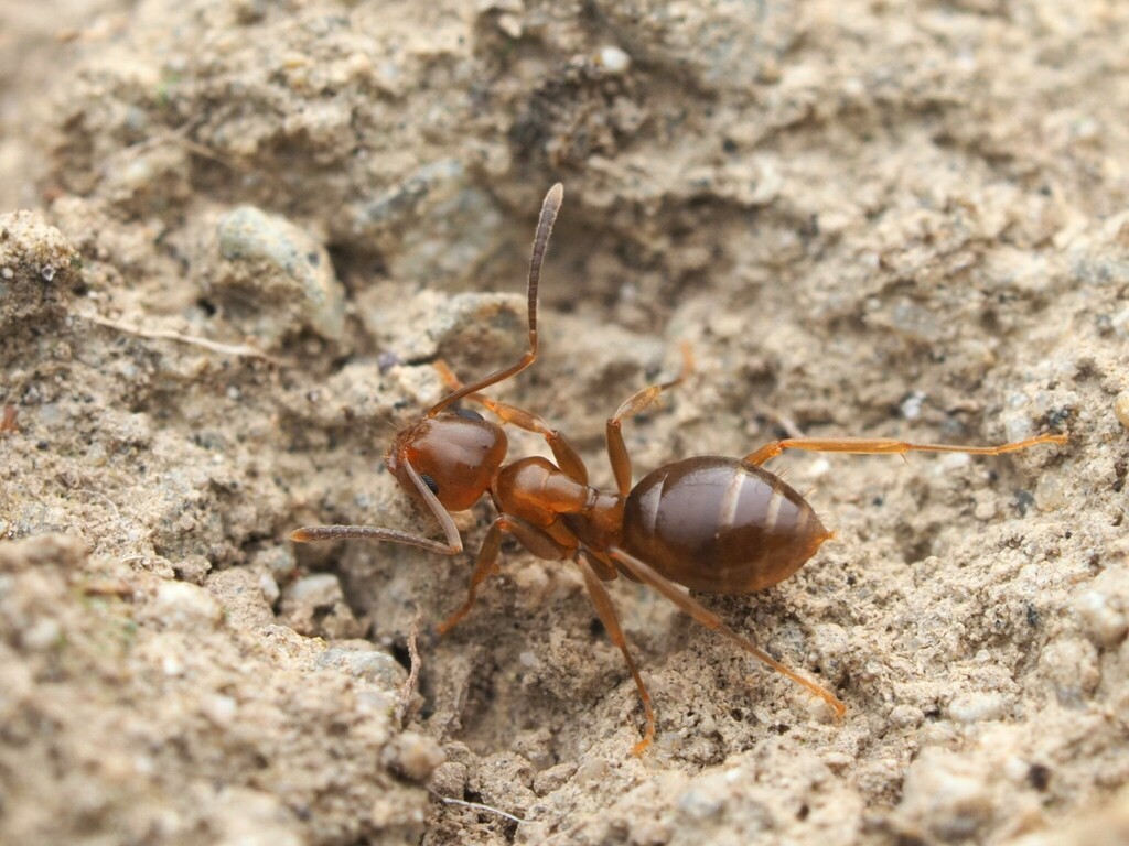 Small Brown Bush Ant