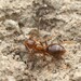 Small Brown Bush Ant - Photo (c) Saryu Mae, some rights reserved (CC BY), uploaded by Saryu Mae
