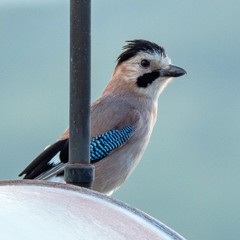 Garrulus glandarius atricapillus