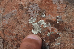 Dimelaena