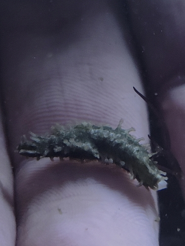 Medium