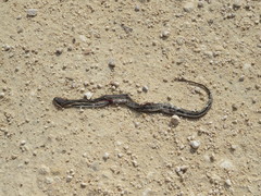 Nerodia clarkii clarkii