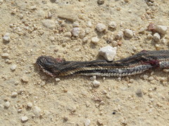 Nerodia clarkii clarkii