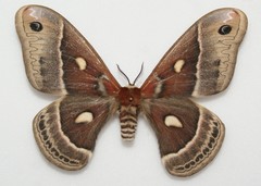 Hyalophora columbia