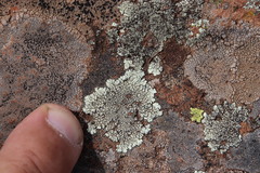 Dimelaena