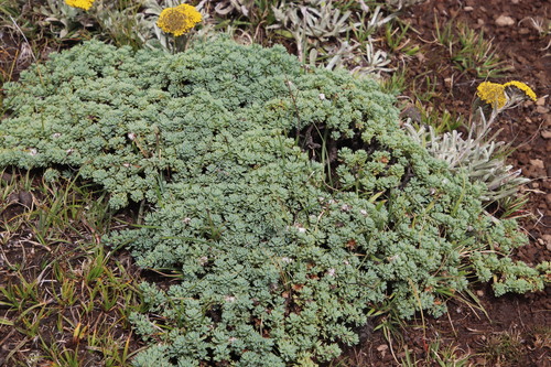 Euryops decumbens, photograph 2