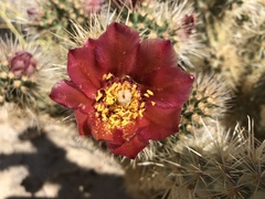 Cylindropuntia wolfii