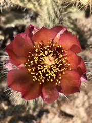 Cylindropuntia wolfii