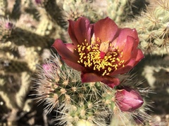 Cylindropuntia wolfii