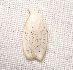 Durrantia piperatella