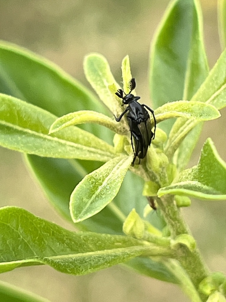 Macrosiagon sordida
