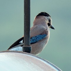 Garrulus glandarius atricapillus