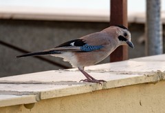 Garrulus glandarius atricapillus