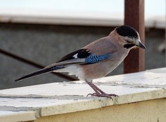 Garrulus glandarius atricapillus