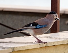 Garrulus glandarius atricapillus