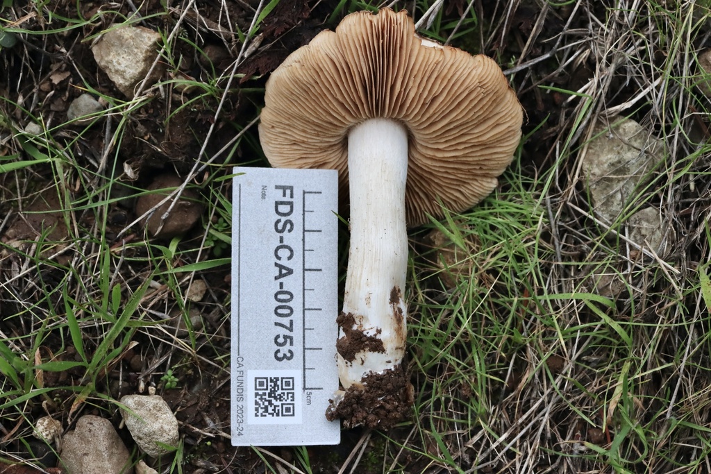 Hebeloma cohaerens