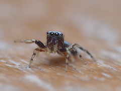 Tutelina