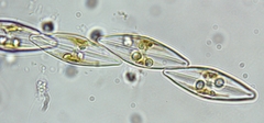 Bacillariophycidae