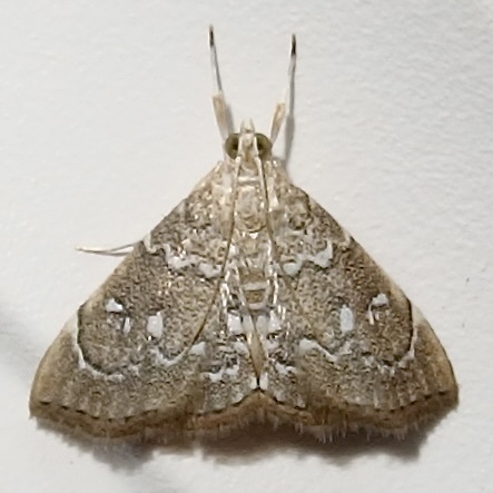 Three-spotted Kidney Moth