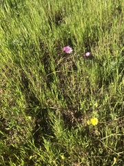 Sidalcea malviflora malviflora