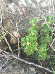 Clinopodium chandleri