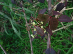 Euphorbia cotinifolia