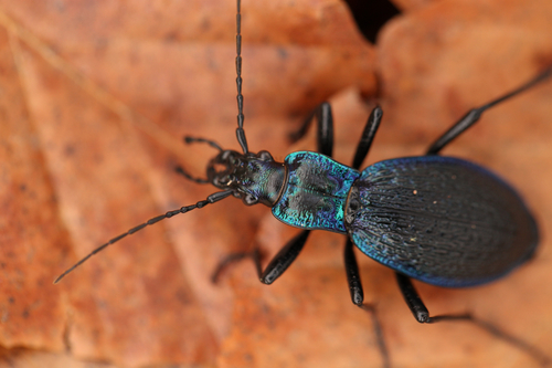 Carabus intricatus Linnaeus, 1760