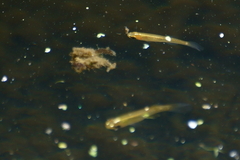 Fundulus dispar
