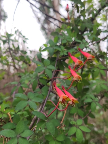 Tropaeolum pentaphyllum (Tropaeolum pentaphyllum)