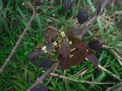 Euphorbia cotinifolia