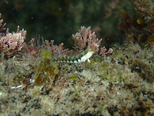 Microlipophrys dalmatinus