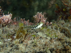 Microlipophrys dalmatinus