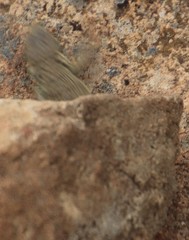 Pseudocordylus subviridis