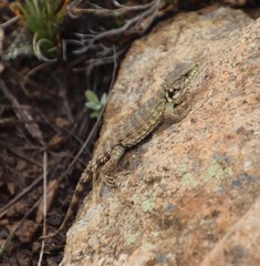 Pseudocordylus subviridis