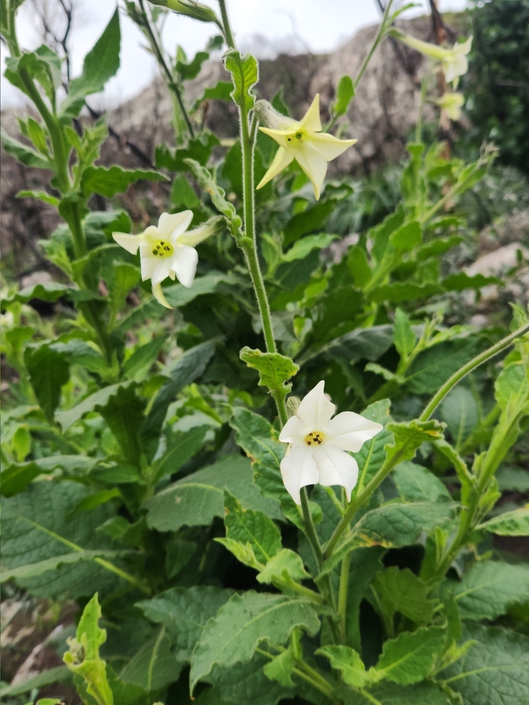 Nicotiana alata, 4PPQ+R7G, 20200 Piriápolis, Departamento de Maldonado, Uruguay