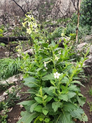 Nicotiana alata
