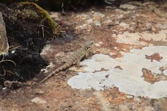 Pseudocordylus subviridis