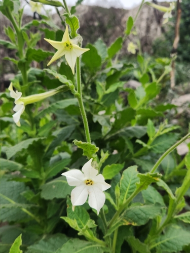 Nicotiana alata